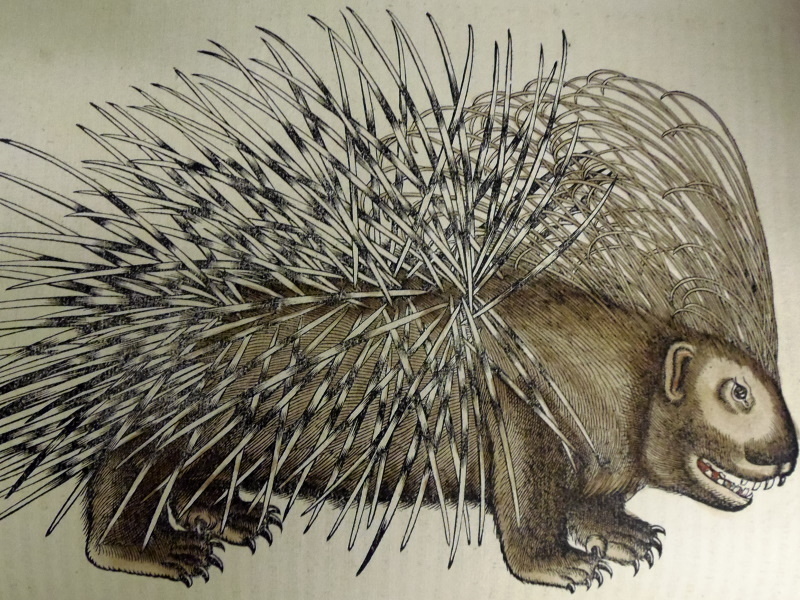 Historia animalium