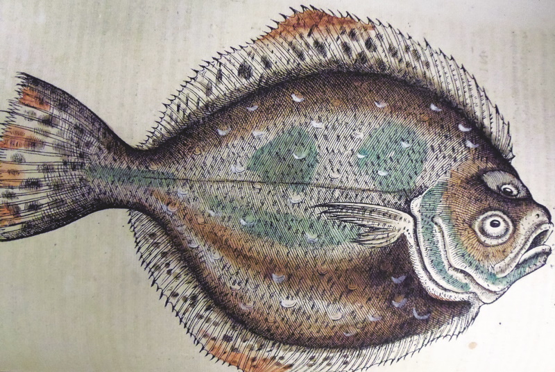 Planche de poisson