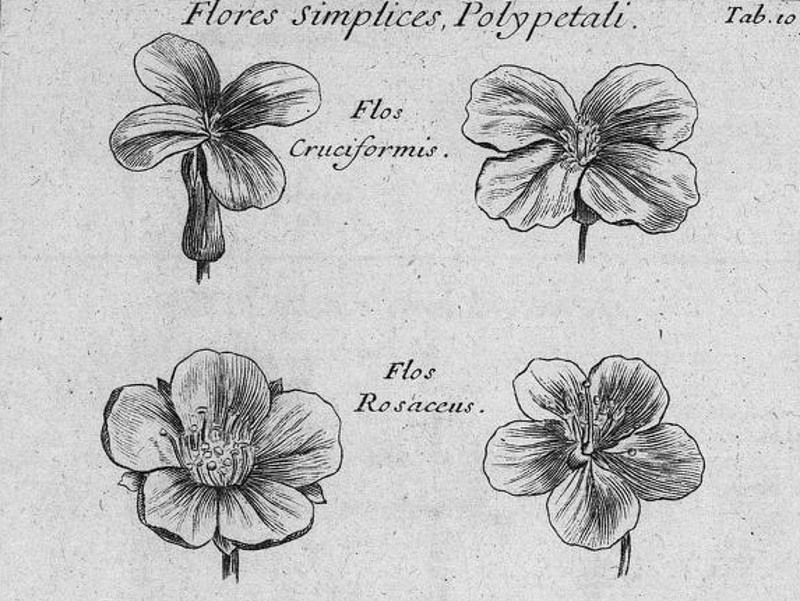 Élémens de botanique