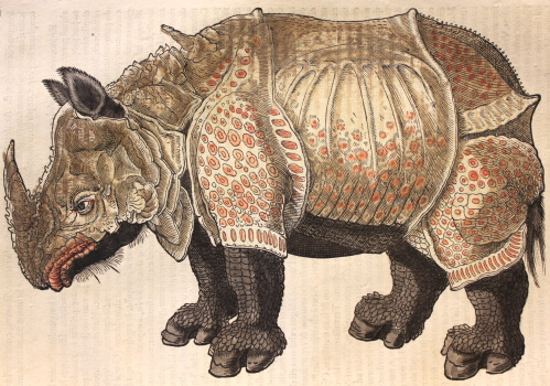 Planche de rhinocéros